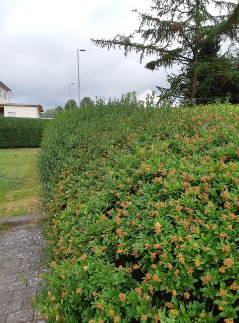 Vintergrön ligusterhäck med blommor och delvis torra, tråkiga grenar.