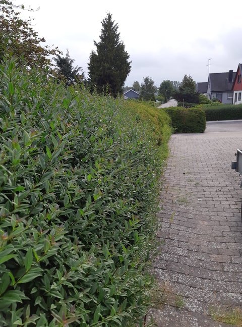 Vintergrön ligusterhäck med delvis kala och torra grenar visande ojämn tillväxt och blomning.