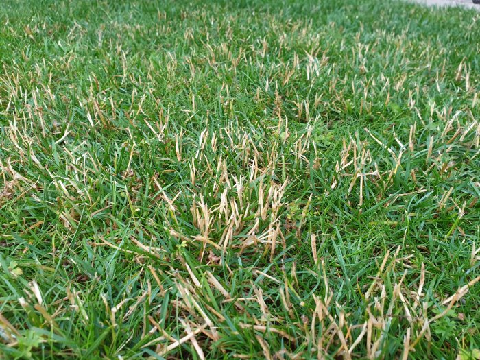Närbild av gräsmatta med områden av gulnande rajgräs bland grönt gräs.