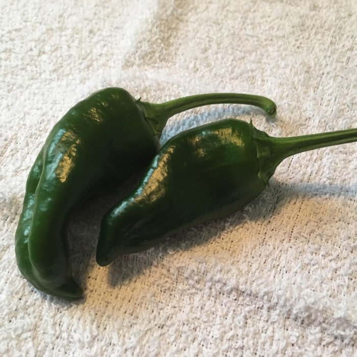 Två gröna Pimientos de Padron-chilifrukter på en textilyta.