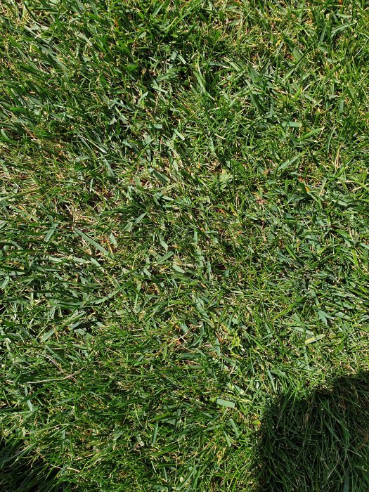 Närbild på en gräsmatta med blandade grässorter, några med grova blad och mattare färg.