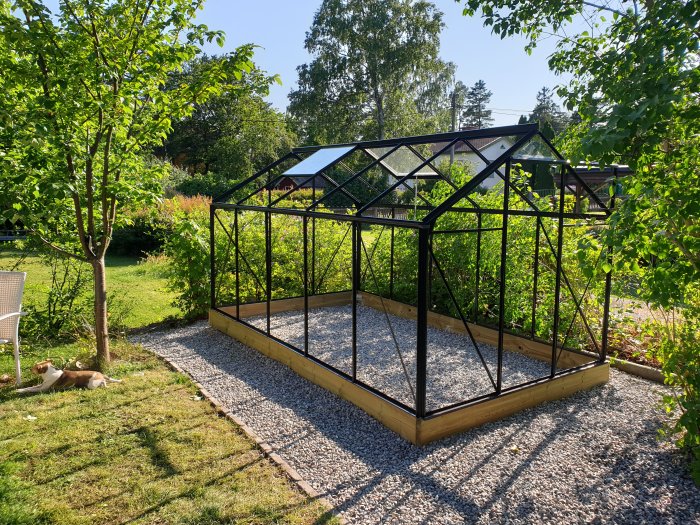 Svartmålad växthusstomme på en ny grund av tryckad träbalk, utan glasrutor, i en trädgård.