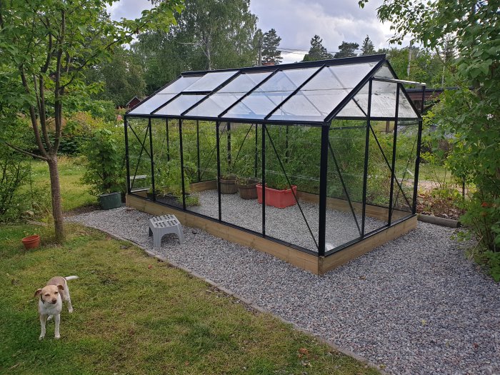 Växthus i trädgård med grusgång, planteringar och hund framför.