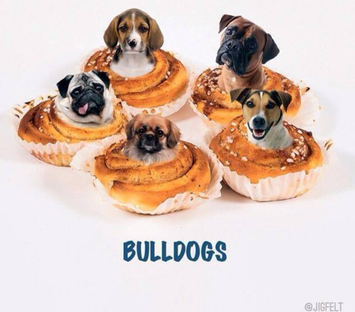 Hundhuvuden monterade på bilder av kanelbullar med texten "BULLDOGS" nedtill.