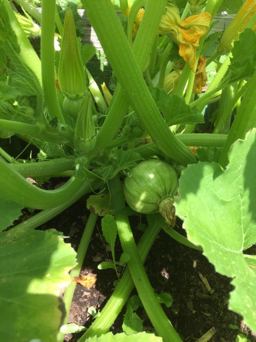 En squashplanta med synlig squash och blommor i en pallkrage.