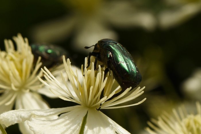En grön metallisk skalbagge pollinerar en vit blomma.
