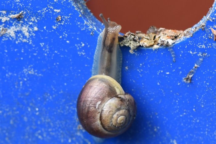 Snigel som kryper på kanten av ett blått föremål med skador.