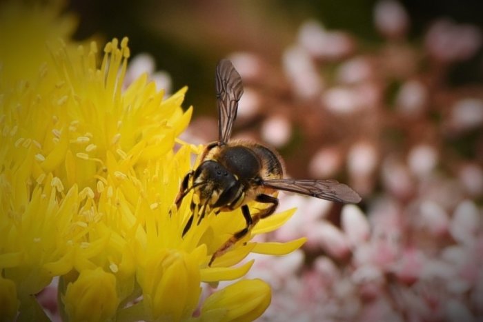 Bi som samlar pollen på en ljusgul blomma med suddig rosa bakgrund.