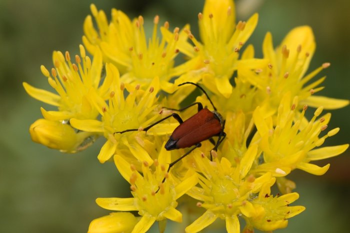 Röd skalbagge på gula blommor mot grönt suddigt bakgrundsgräs.