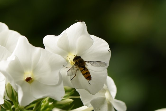 En humleliknande insekt på en vit blomma med oskarp grön bakgrund.