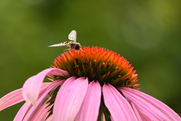 Bi landar på en purpurfärgad röd solhattblomma mot suddig grön bakgrund.