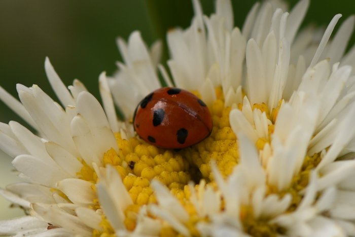 En nyckelpiga på gula mitten av en vit blomma.