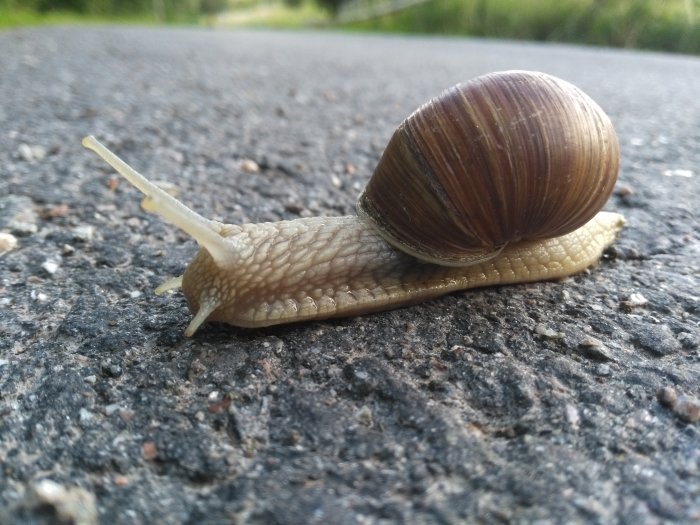 Stor snigel på asfalt med fokus på det skimrande snäckskal och sträckt antenn.