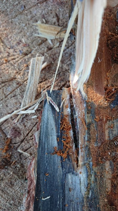 Närbild på ved med en larv, skadad bark och spår av larvgångar på träytan.