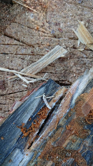 Skadad ved och bark med synliga gångar och en larv, indikation på träskadedjur i infekterad veddel.