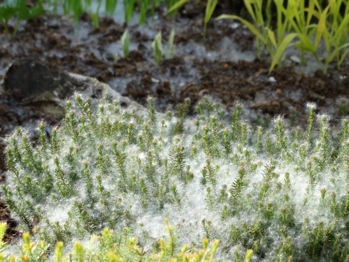 Växter täckta av ett vitt fluffigt material som liknar bomull eller spindelväv.