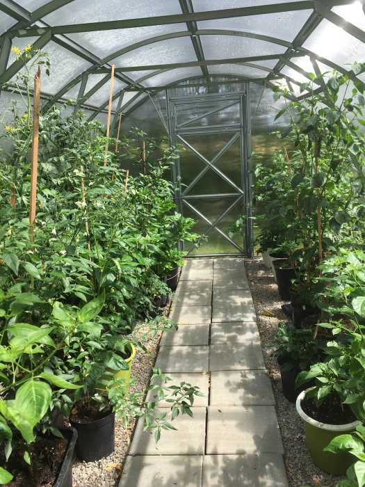 Ljust växthus fyllt med växande chiliplantor i krukor längs gångvägen som leder till öppen dörr.