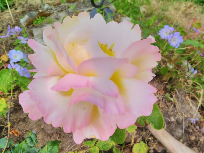 Närbild av en rosa 'Peace' ros med blekt rosa till gula nyanser mot en bakgrund av blommor och grönska.