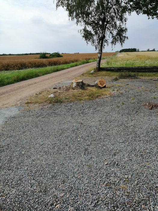 Nyfälld trädstubbe bredvid grusväg med fristående träd och åker i bakgrunden.