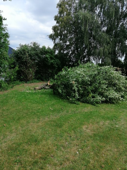 Nedfällda träd i trädgård med snyggt avsågad brytmån, förberedelse för brunnsgrävning.