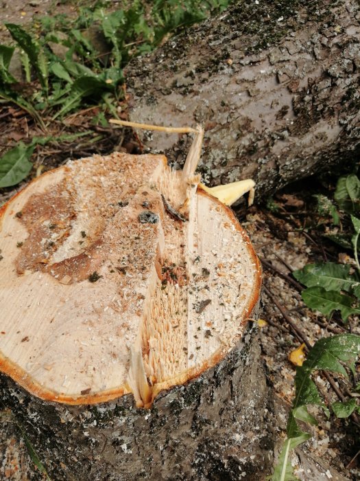 Närbild av en nyligen fälld trädstubbe med tydliga spår av sågning och brytmåne.