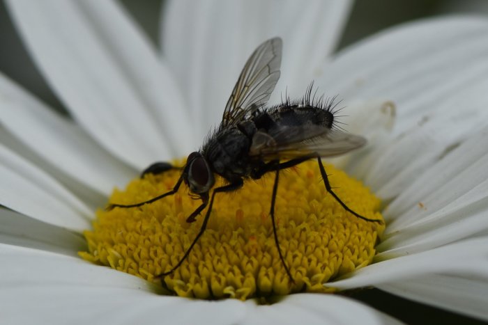 Fluga på gult blomcentrum av vit prästkrage.