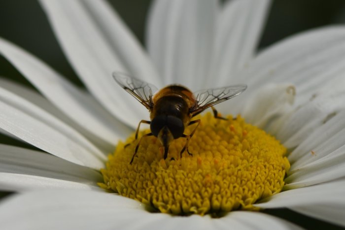 Bifliknande insekt på en gul blompistill omringad av vita kronblad.