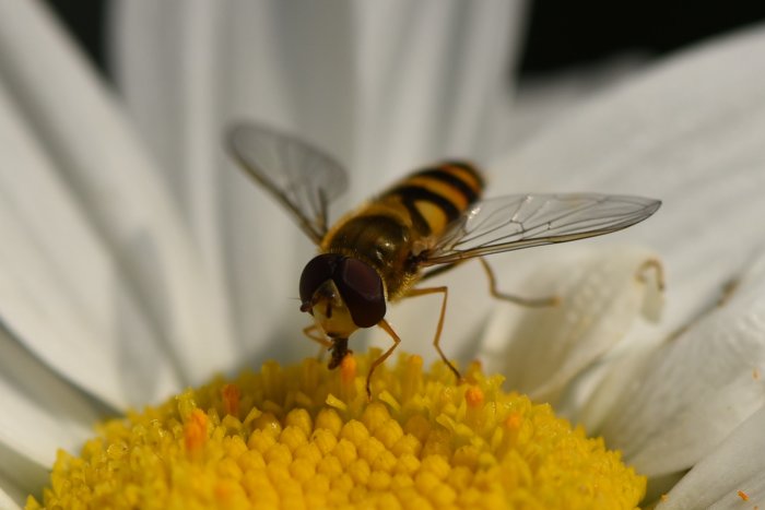 Hoverfly sitter på en gul blomställning med vita kronblad i bakgrunden.