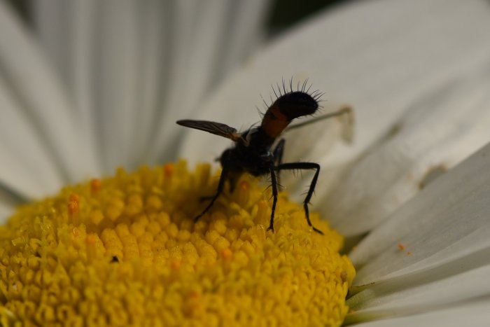 Insekt med långa ben och framträdande ögon sitter på gult blomcentrum av vit prästkragelik blomma.