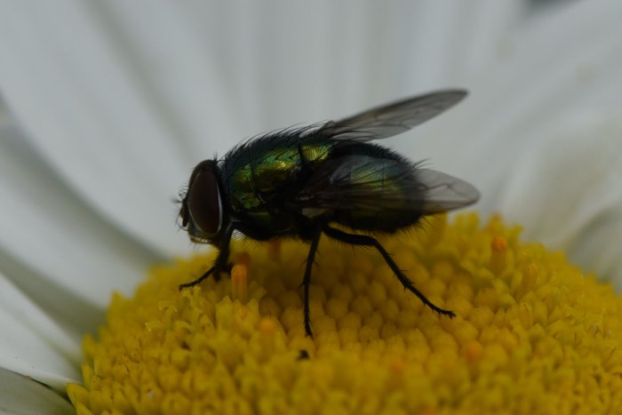 Närbild av en glänsande grön fluga på solgul blomma, med vit bakgrund.