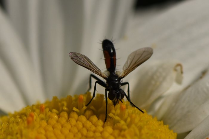 Insekt med röd och svart kropp på en gul blomkärna omgiven av vita kronblad.