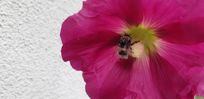 Humla täckt av pollen i en rosa blommas mitt, vilket kan förväxlas med fjärilskrig nämnt i inläggstexten.