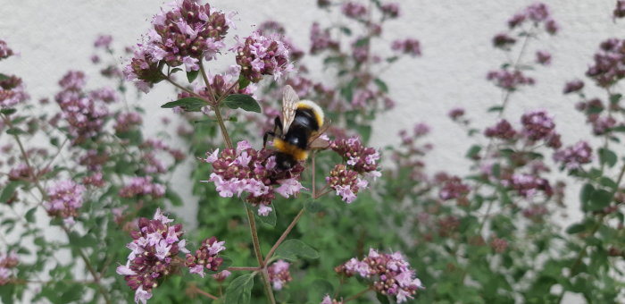 Humla på lila blommor med suddig bakgrund, ingen synlig fjäril eller vingskada.