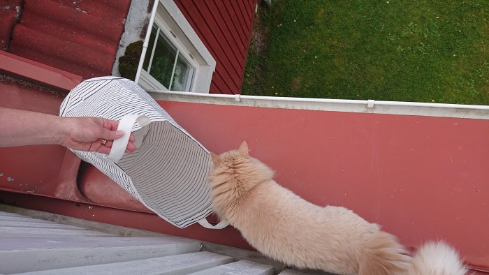 En person håller i en randig hatt medan en katt snusar på hatten vid kanten av en balkong.