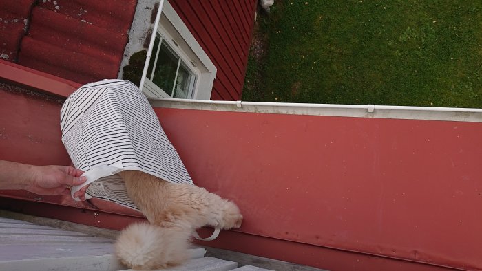 Katt som hoppar ut från en randig balkong, sedd uppifrån, på väg mot gräsmattan.