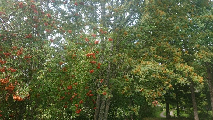 Två rönnträd med klungor av röda och orange bär står bredvid varandra.