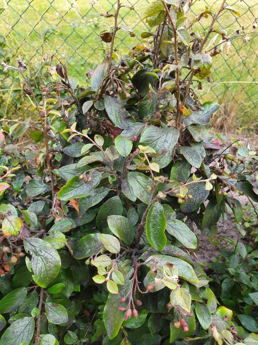 Häckoxbärsbuske med små blad och svart sotliknande beläggning på bladen och stjälkarna.