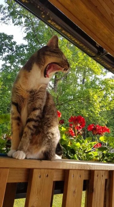 Trött katt gäspar på en uteplats med röda blommor och gröna träd i bakgrunden.