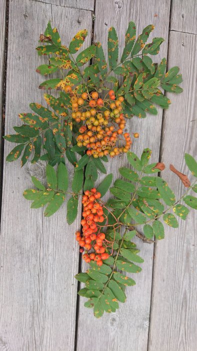 Rönnbärsklasar med blad på trätrall.