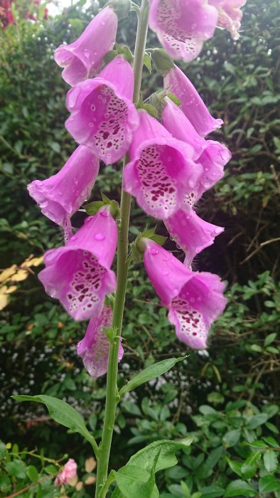 Ljuslila fingerborgsblomma med vattendroppar mot en oskarp grönskande bakgrund.