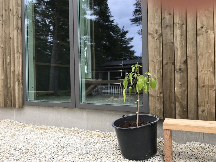 Chiliplanta i kruka framför träveranda med stora fönster, trädäck och skog i bakgrunden.