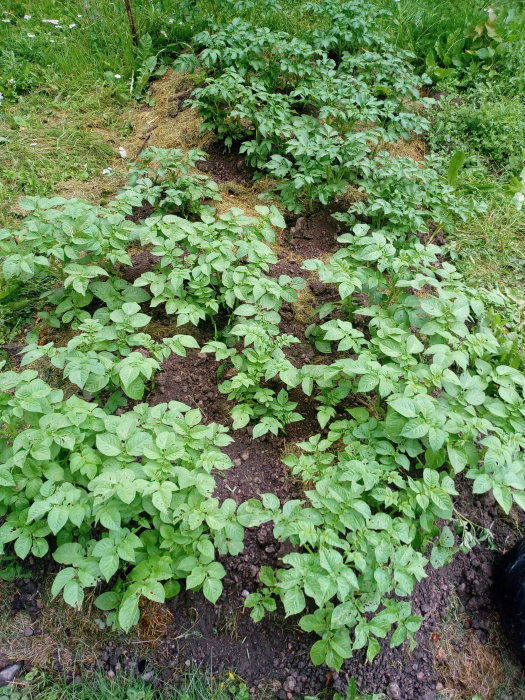 Nyplanterad potatis kupad i jordgångar i en trädgård med gräs runtomkring.