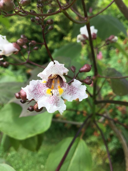Närbild på en vit och purpurfärgad katalpablomma med gröna blad i bakgrunden.