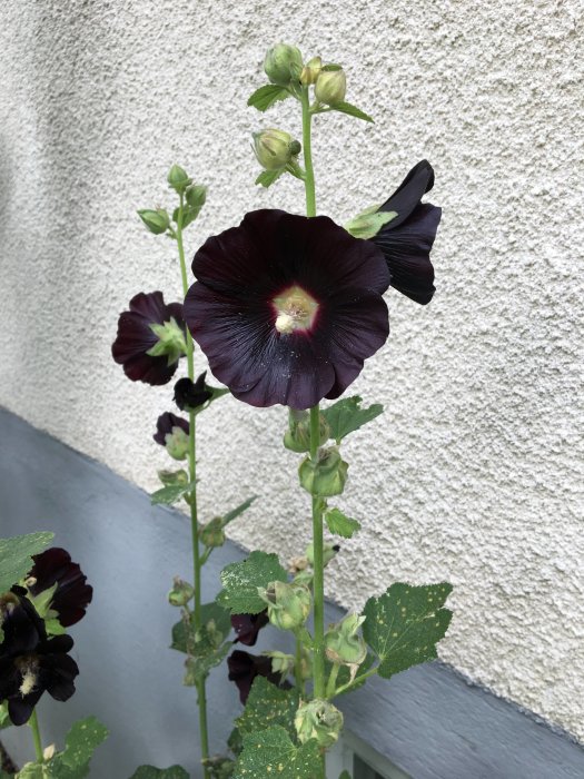 Mörkt purpurröda stockrosor i blom framför en ljus husvägg.