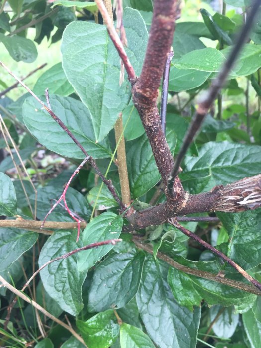 Gröna blad av cotoneaster och annan växt med regndroppar, begäran om identifiering av inkräktarväxten.