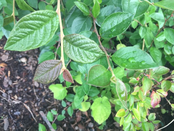 Gröna blad av cotoneasterhäck bredvid okända rödaktiga blad för identifiering.