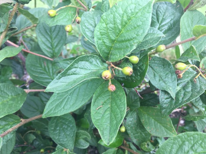 Gröna blad med regndroppar och omogna bär av cotoneaster (häckoxbär) för identifiering av forummedlem.