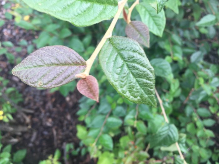 Olika gröna blad i fokus med suddig häck i bakgrunden, fråga om växtidentifiering.