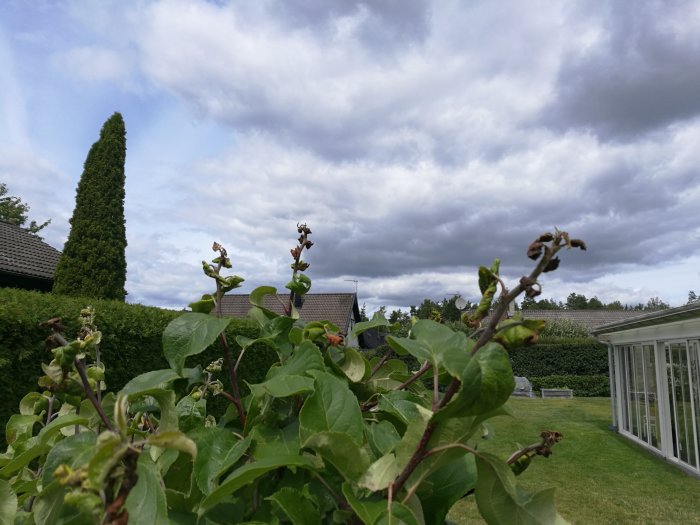 Skadade och intorkade blad på äppelträd med tydliga skottskador mot en molnig himmel.