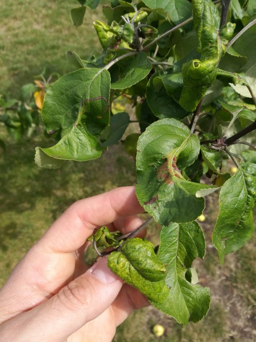 Hand som visar ihopkrullade och skadade blad på ett äppelträd, tecken på bladlöss eller torka.